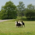 Schapendrijven met Border Collies
